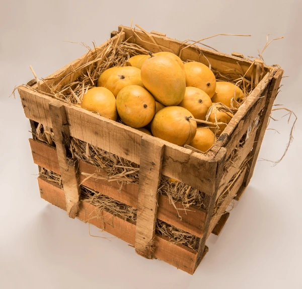 10 kg Dasehri mangoes