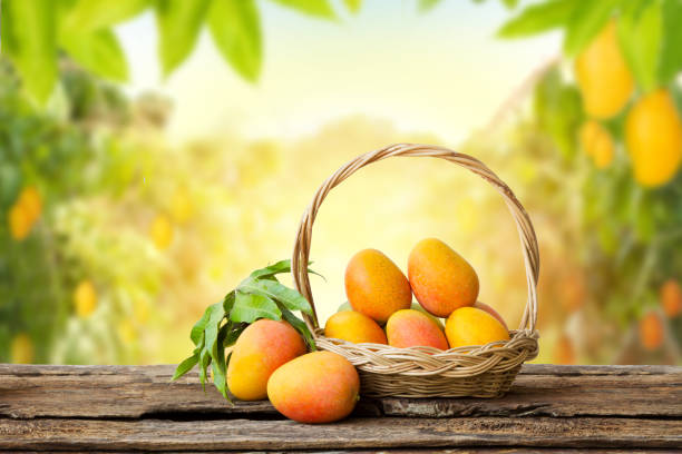 A-Grade Dasehri mangoes