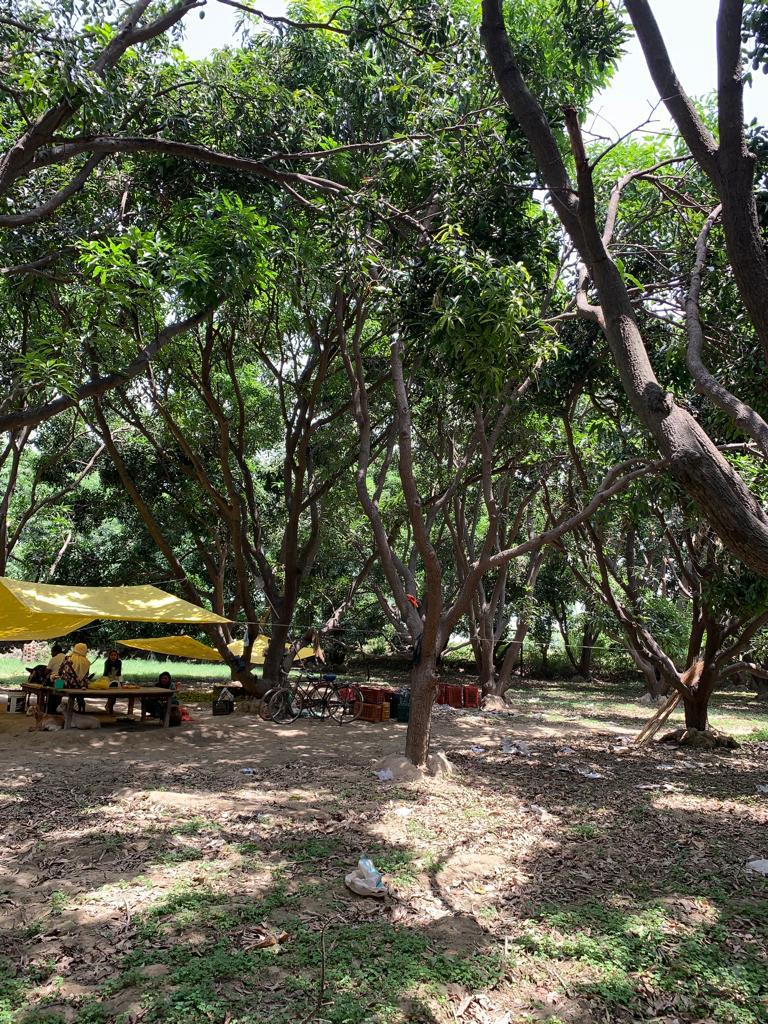 Sungrove Dasehri farm