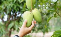 Hand-plucked Dasehri